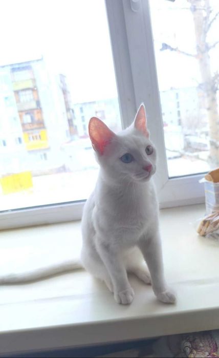 Котёнок белый с разноцветными глазами