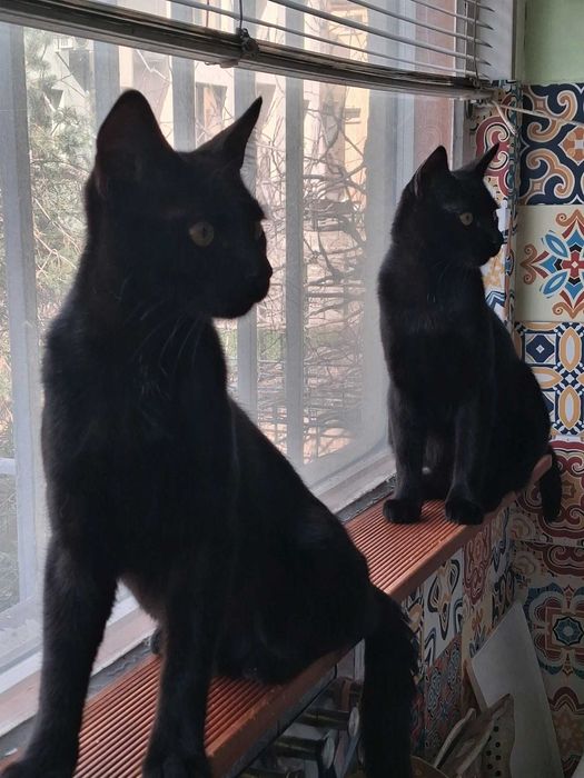 Две братчета на 7 м. търсят любящ дом