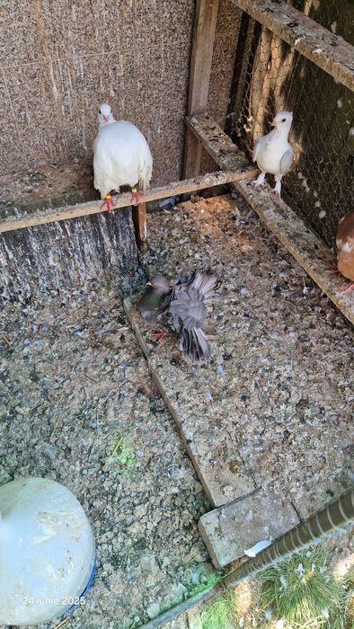 Vind porumbei pavasi.