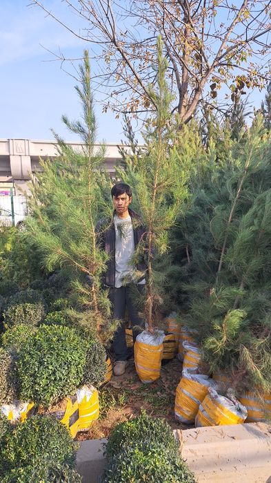 Tuya archa sotiladi 60 70 mingdan