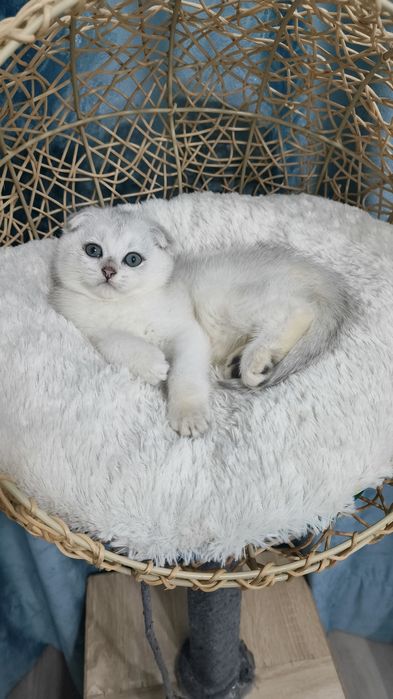 Продаётся чистокровная шотландская девочка скоттиш фолд