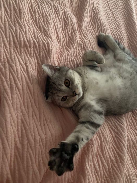 Котенок скоттиш страйт