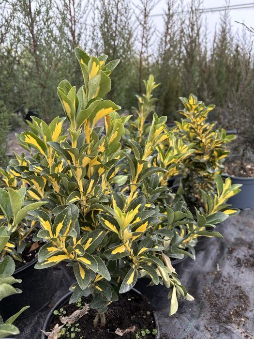 Бързорастящи и вечнозелени растения