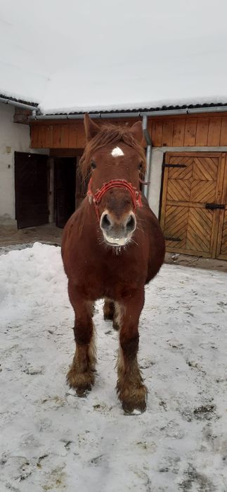 Vând iapă de 6 ani, gestantă
