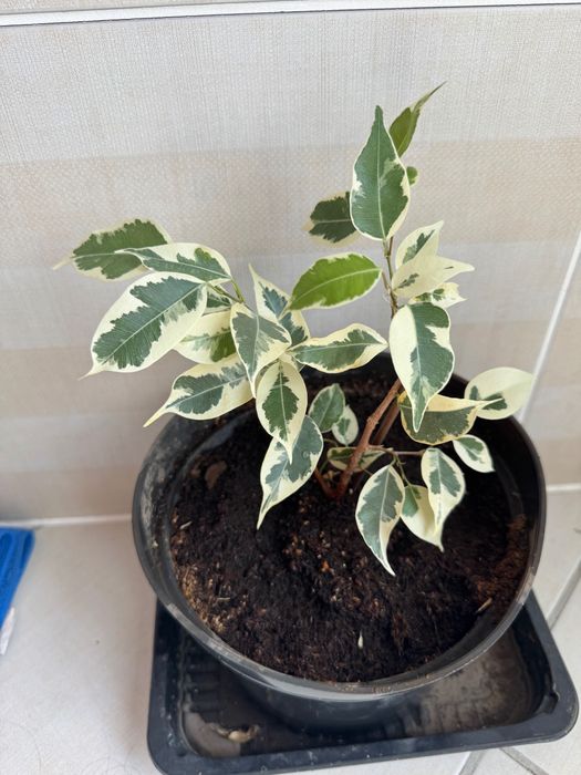 Фикус бенджамина твилайт, барок.