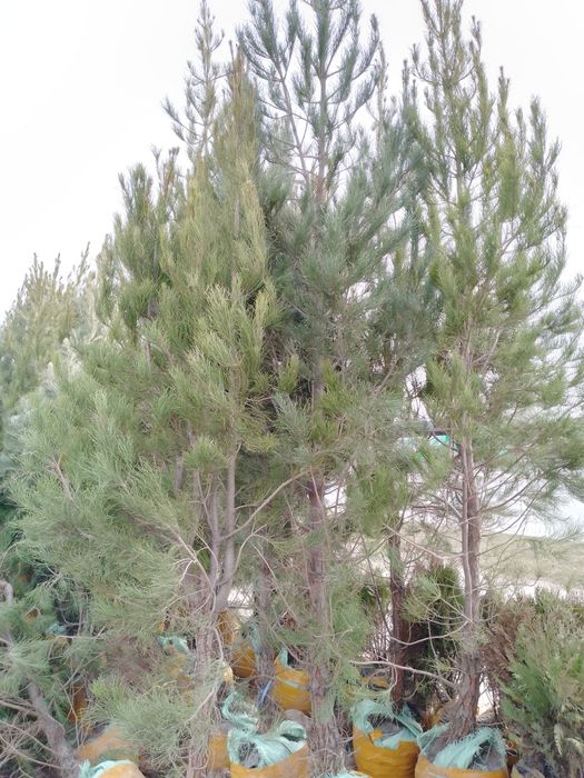 Eldariski sasna archalar