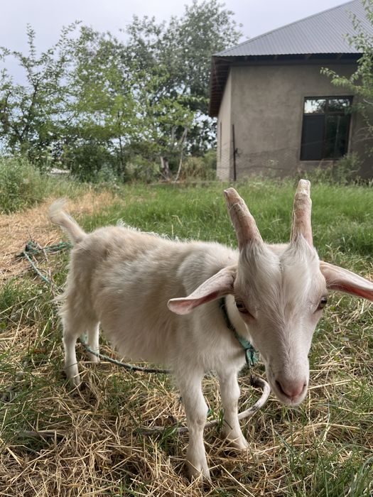 Ешкі баласымен