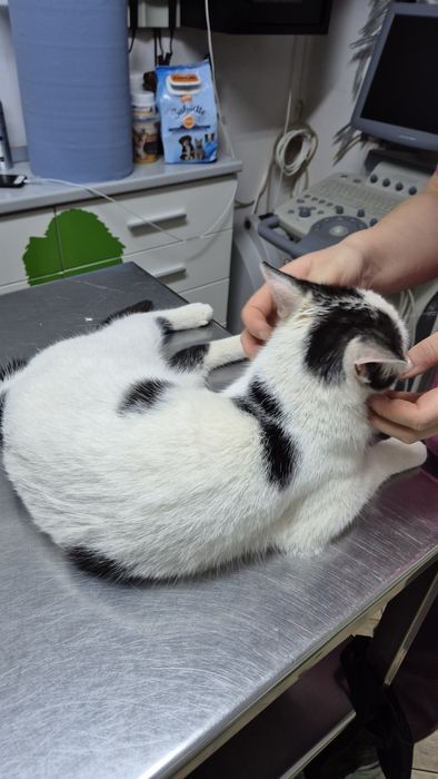 Scandal pisica cauta acasa