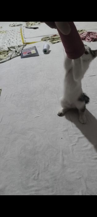 Uy mushugi pishak  ugil bolaa vapshi zur uyinlari