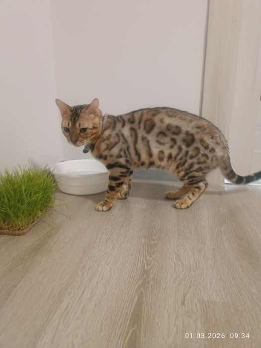 Вязка не продажа.