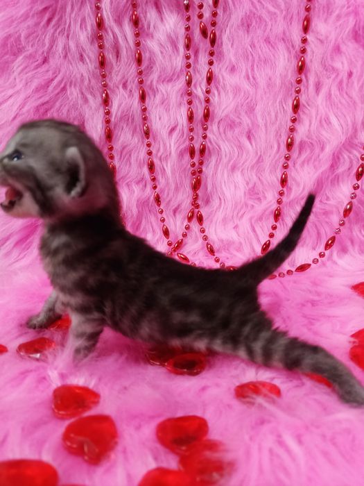 Две Бенгальские котята  девочки