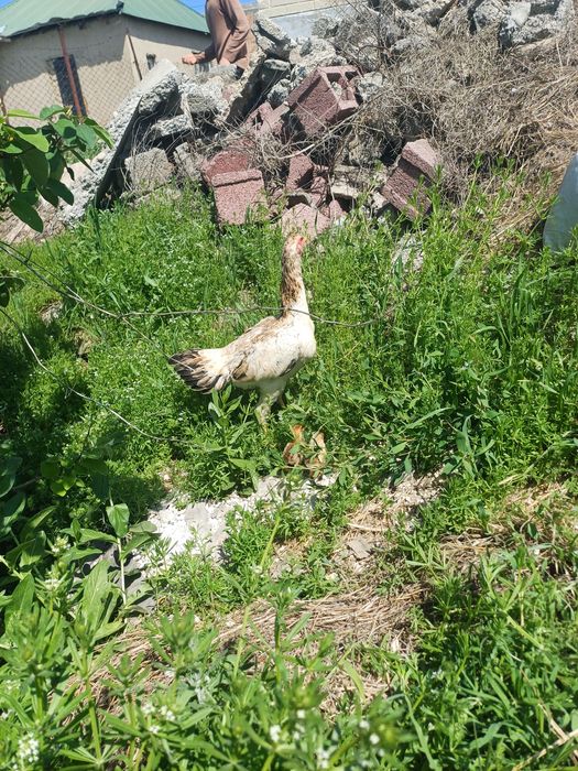 45 ке беріп жіберемін бір жерден