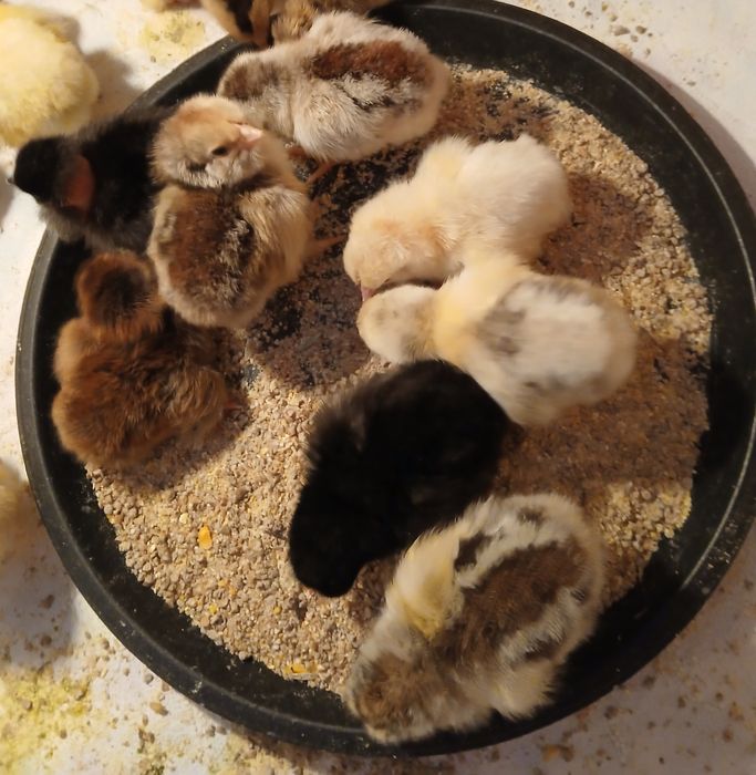 Домашние суточные Цыплята