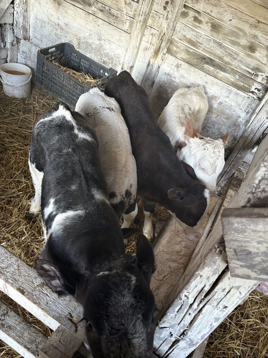 Vand 6 belgieni 2 baltati si 1 metis angus