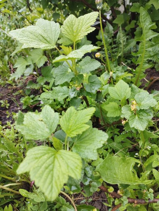 саженцы молодые .