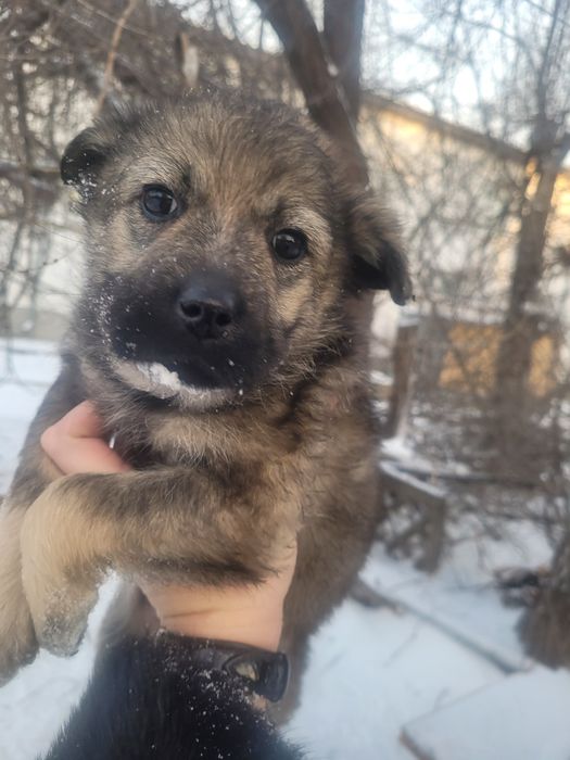 Девочки ищят дом