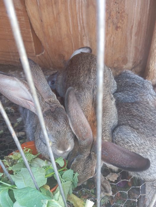 Кролики, самцы и самки