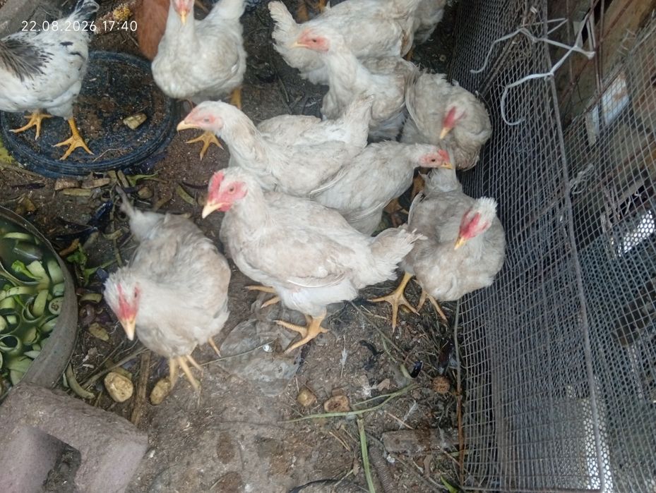 Продам бройлеров