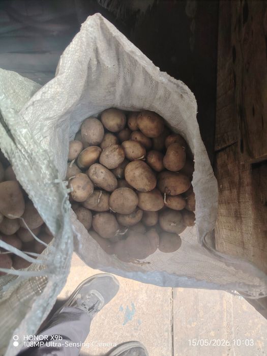 Продам семяную кортошку