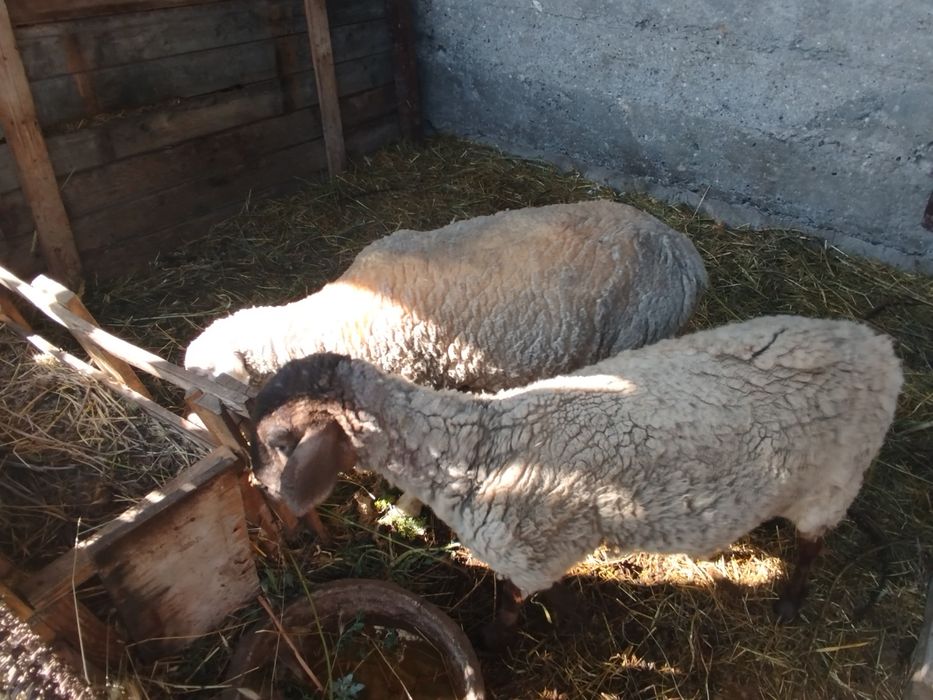 Бараны егненок б