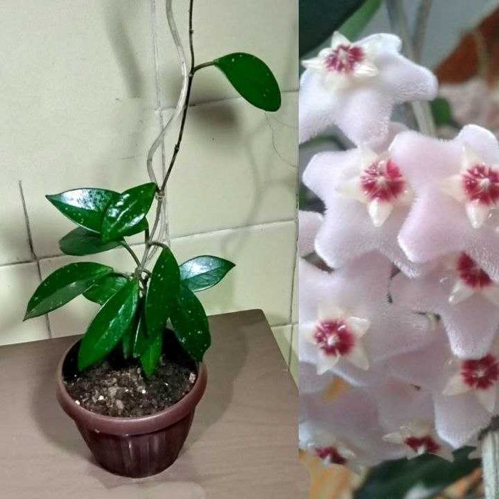 Продам. Хойя - растение семейного счастья.