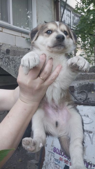 Щенкам нужен добрый дом