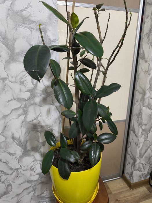 Фикус, высота 1 метр