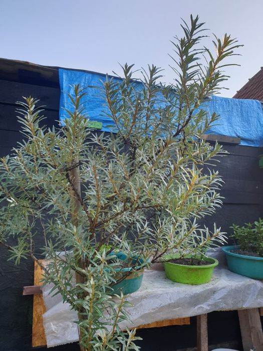 Pomi fructiferi în ghivece mari, artizanale, Ginko B.,Cătină, Gojii, V