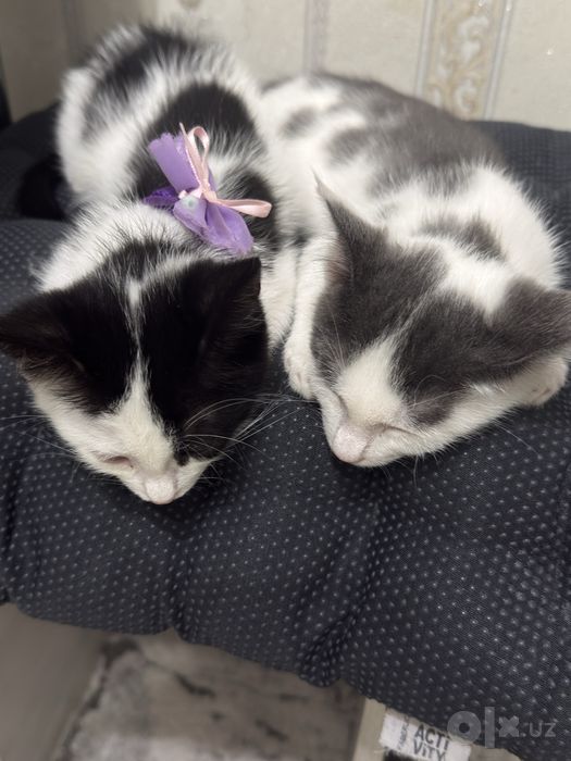 Котята бесплатно
