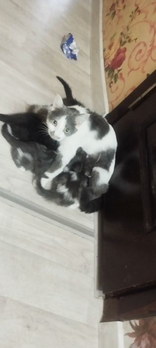 Отдам даром даром катят