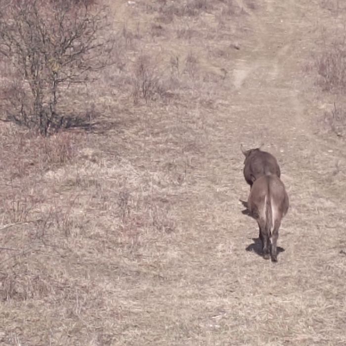 Vând două măgărițe sau una la alegere