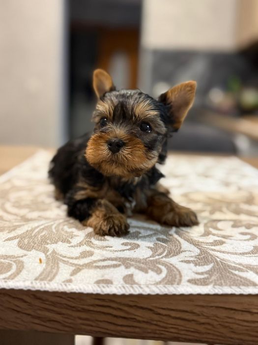 Йоркширские терьеры мальчики