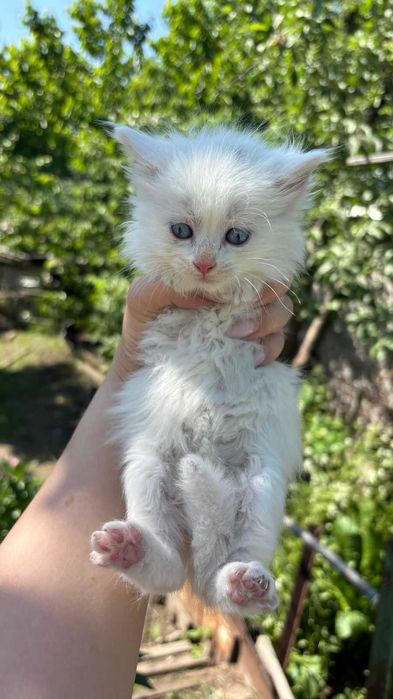 Срочно отдам Котят!