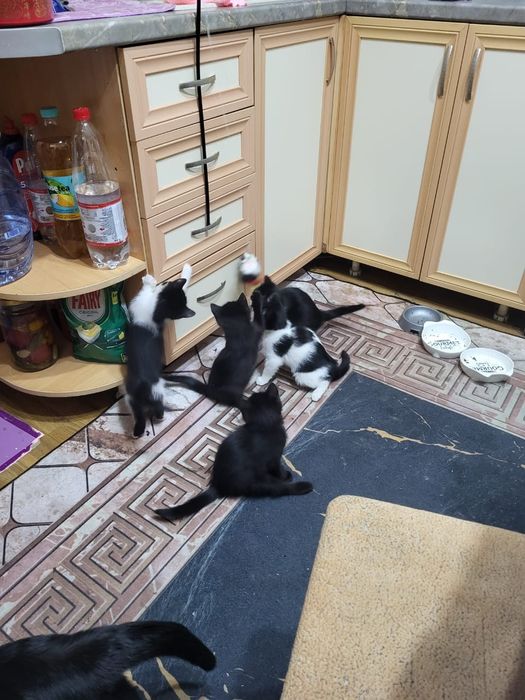 Котята в добрые руки