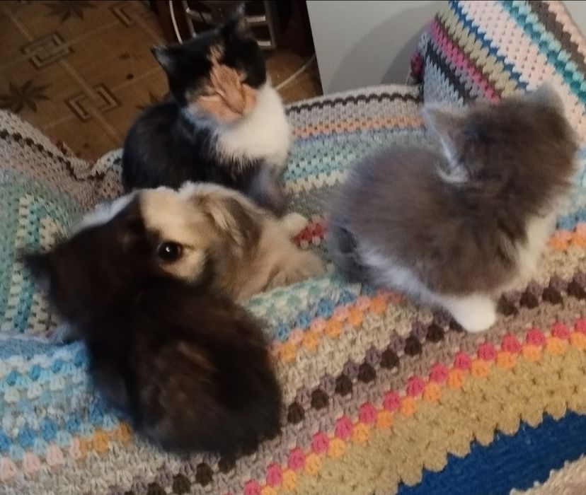 Отдам красивых милых котят