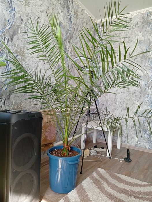 Продам финиковую пальму