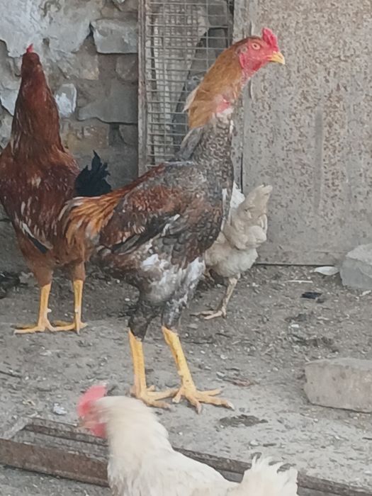 Хуроз дакан хуроз