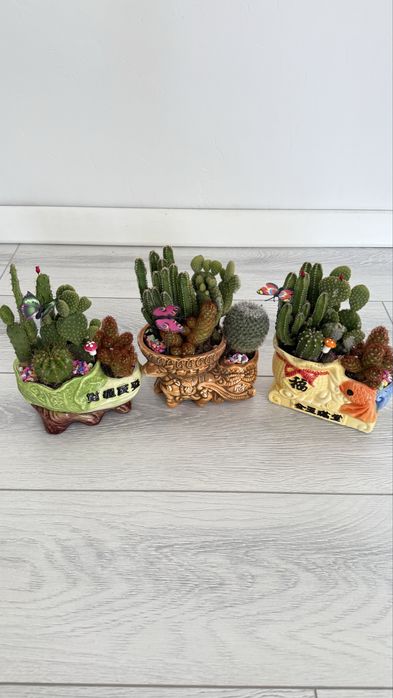 Кактус декоративный