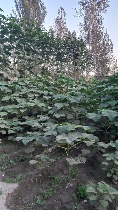 Павлония дарахт кучатлари сотувда