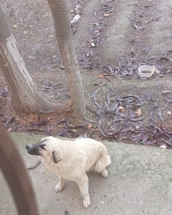 Отдам в хорошие руки