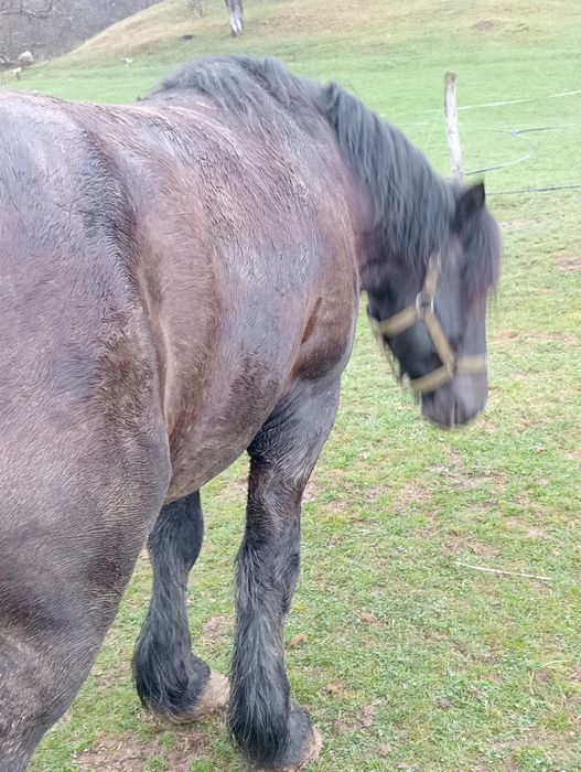 Armăsar cine dorește 3-4 ani