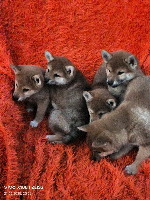 Продам щенков сиба ину