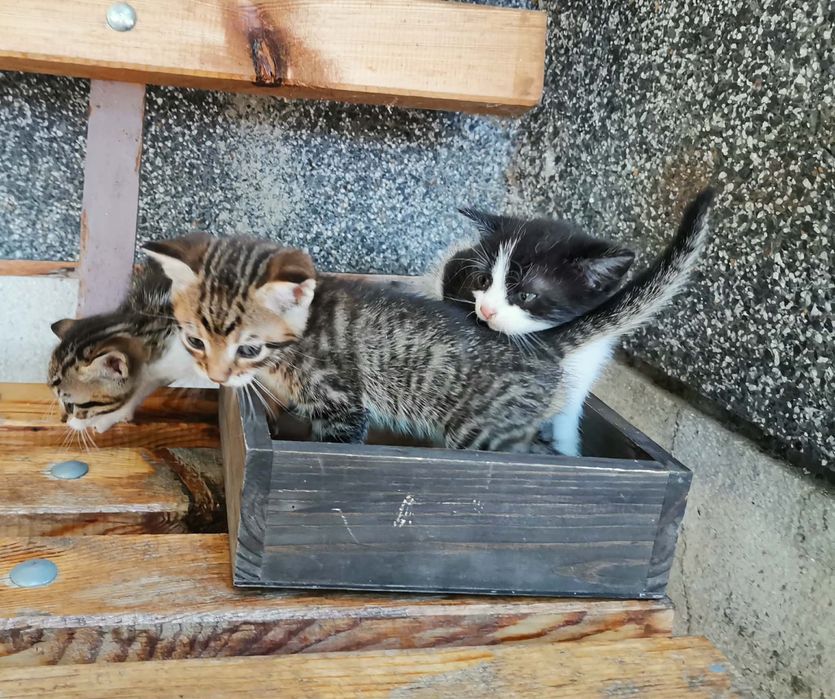 Подарявам котенца