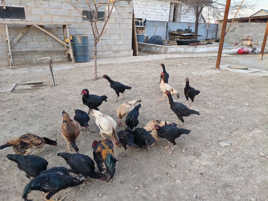 Дакан тауыктар сатылады.