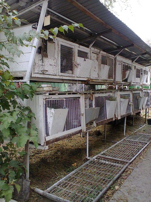 Продам  клетки Сетку  для переноски  кур .Русский - горностай  кролики