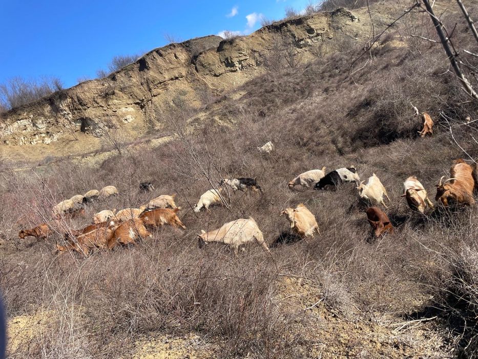 Capre de vânzare – bune de lapte, crescute la țară