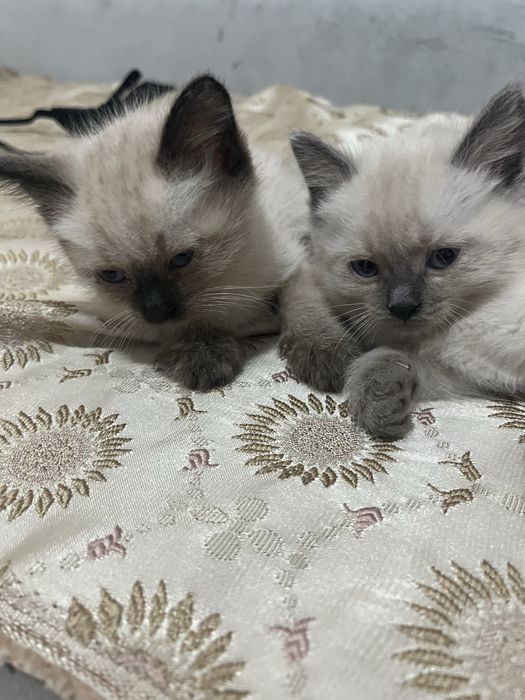 Отдам за хорошие руки