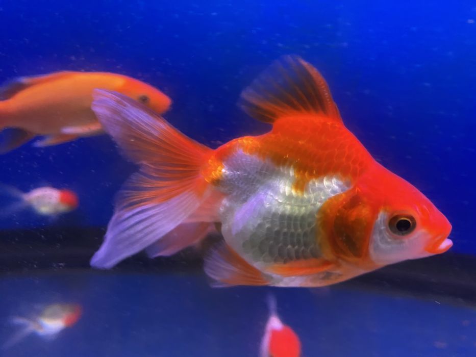 Продаю золотых рыбок