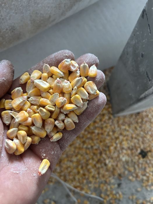 Кукуруза Ячмень Пшеница Овес