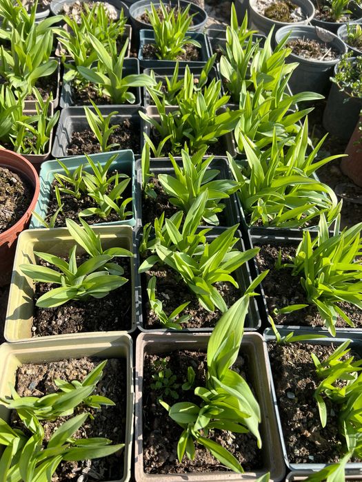 Лилейник желтый раннецветущий